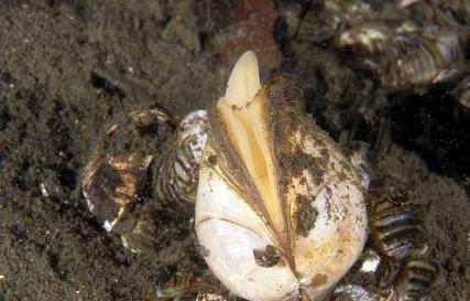 Двустворчатые моллюски (характеристика, строение, процессы жизнедеятельности, размножение и развитие) Догель двустворчатые