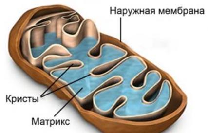 Строение клетки. Митохондрии. Пластиды. Органоиды движения. Органоиды клетки, их строение и функции: ЭПС, комплекс Гольджи, лизосомы, митохондрии, пластиды, рибосомы, клеточный центр, органоиды движения Лизосомы митохондрии пластиды