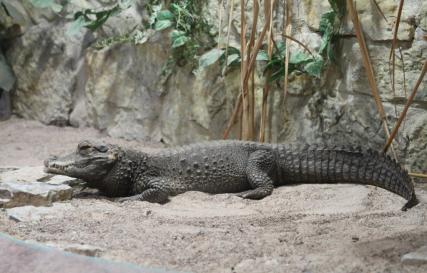 Крокодил. Крокодил животное. Образ жизни и среда обитания крокодила 20 интересных фактов о короле рептилий крокодиле
